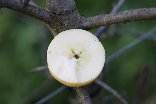Pomme sans pépins sélection 2021/22 sélection Seedless Apple parcelle d’essai pépinière Buchs Lubera