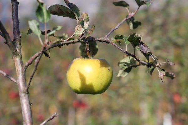 Sélection pomme sans pépins 2021/22 sélection Seedless Apple parcelle d’essai pépinière Buchs, sélections de pommiers avec caractère récessif, Lubera