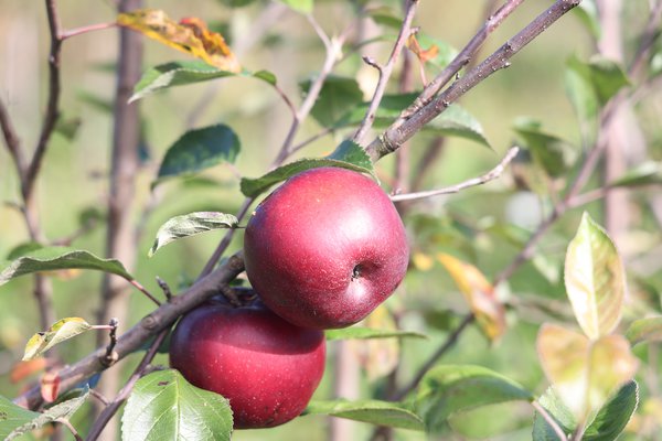 Sélection pomme sans pépins 2021/22 sélection Seedless Apple parcelle d’essai pépinière Buchs, sélections de pommiers avec caractère récessif, Lubera