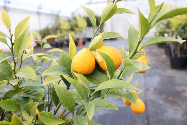 Citronniers rustiques Switrus : Thomasville, Citrangequat, Citrus