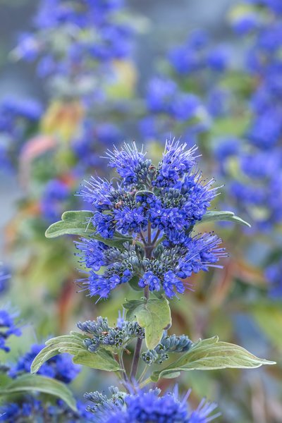 Bartblume 'Beyond Midnight', Caryopteris cladonensis 'Beyond Midnight'
