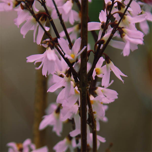 Rosenforsythie Roseum Abeliophyllum distichum
