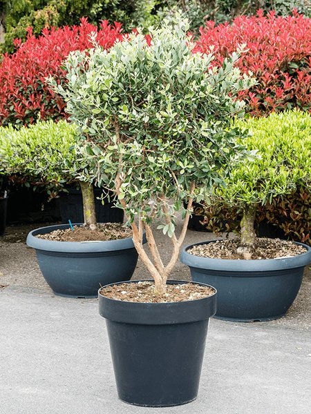 Acca sellowiana, Multi Stamm, im 48cm Topf, H�he 150cm, Breite 75cm