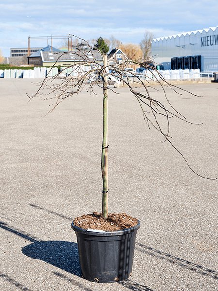 Acer Palmatum 'Orangeola', Stamm, im 45cm Topf, H�he 140cm, Breite 100cm