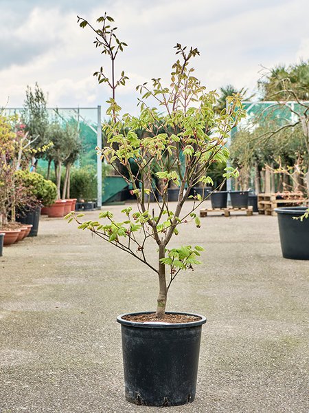Acer jap. 'Vitifolium' (120-160), Verzweigt, im 36cm Topf, H�he 140cm, Breite 80cm