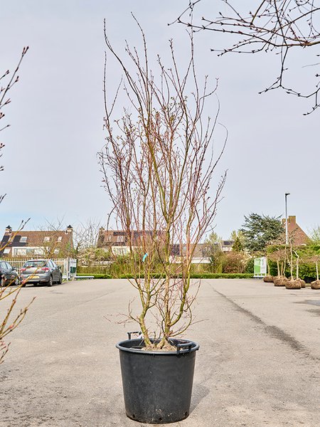 Acer pal. 'Asahi Zuru', Verzweigt