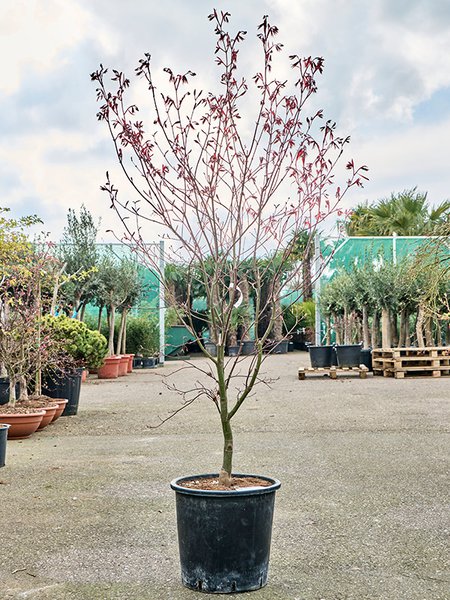 Acer pal. 'Bloodgood' (160-180), Verzweigt, im 36cm Topf, H�he 170cm, Breite 100cm