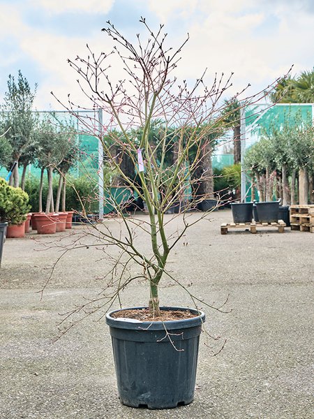 Acer pal. 'De Shojo' (130-150), Verzweigt, im 36cm Topf, H�he 140cm, Breite 100cm