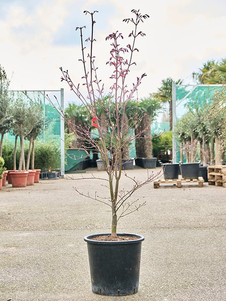 Acer pal. 'Fire Glow' (140-180), Verzweigt, im 36cm Topf, H�he 160cm, Breite 70cm