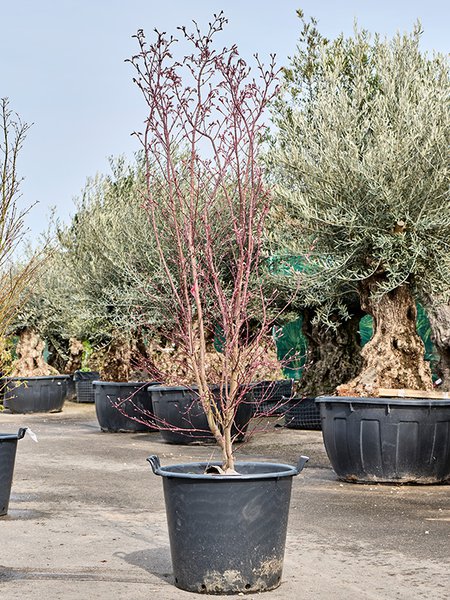 Acer pal. 'Linearilobum Enkan', Verzweigt