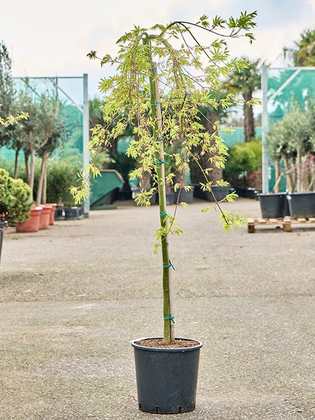 Acer pal. 'Ryusen' (130-160), Stamm, im 25cm Topf, H�he 145cm, Breite 80cm