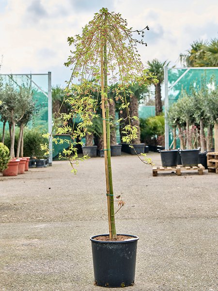 Acer pal. 'Ryusen' (160-170), Stamm, im 30cm Topf, H�he 165cm, Breite 80cm