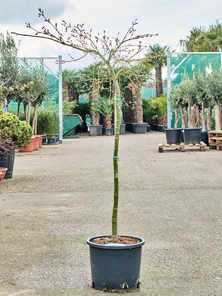 Acer pal. diss. 'Viridis' (120-150), Stamm, im 30cm Topf, H�he 135cm, Breite 75cm