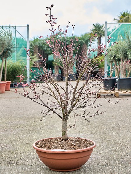 Acer pal. diss. 'Viridis' (140-160), Stamm, im 45cm Topf, H�he 150cm, Breite 70cm