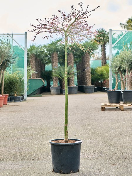 Acer pal. diss. 'Viridis' (150-170), Stamm, im 30cm Topf, H�he 160cm, Breite 80cm