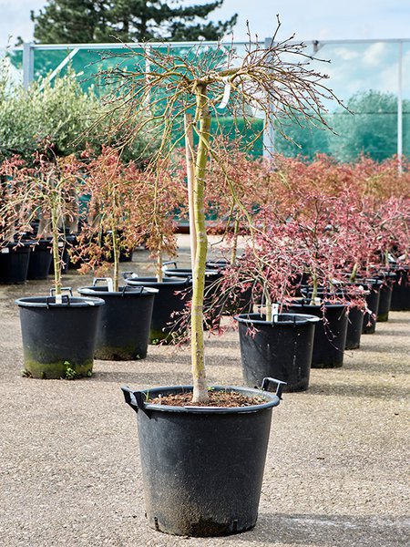 Acer pal. diss. 'Viridis', Stamm, im 42cm Topf, H�he 150cm, Breite 110cm