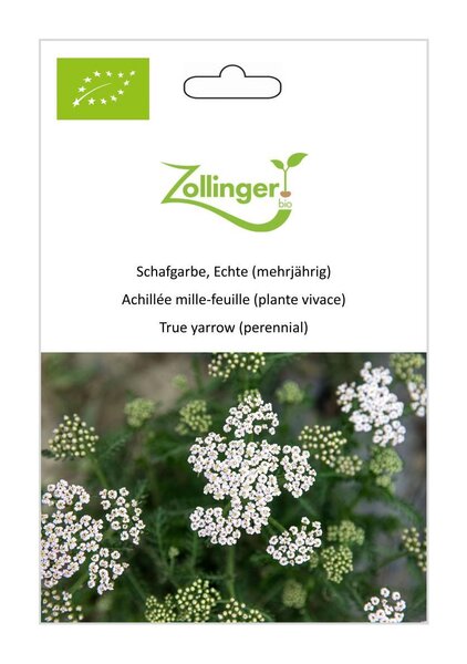 Schafgarbe, Echte (mehrj�hrig)
