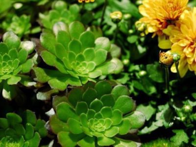 L'aeonium peut être magnifiquement associé à des plantes fleuries