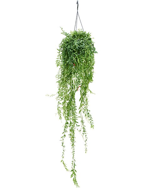 Aeschynanthus 'Japhrolepis' XXL, ampel, im 15cm Topf, H�he 90cm, Breite 40cm