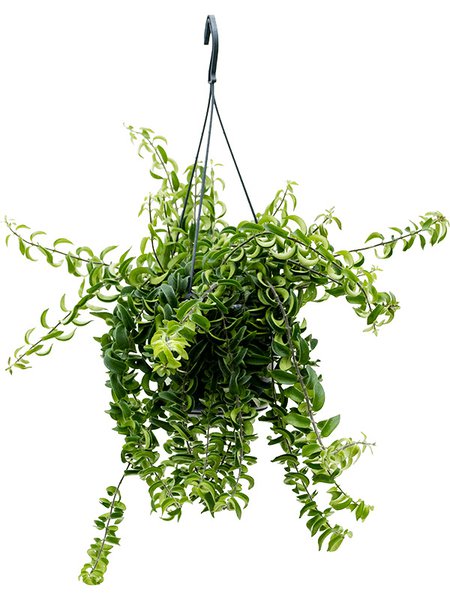 Aeschynanthus 'Twister', Ampel, im 15cm Topf, H�he 25cm, Breite 35cm