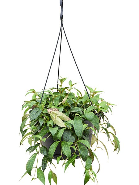 Aeschynanthus marmoratus, ampel, im 28cm Topf, H�he 65cm, Breite 40cm