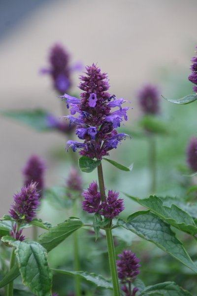 Agastache rugosa 'Blue Boa'