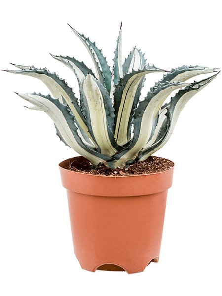 Agave amerciana mediopicta 'Alba', Gr�n/Grau, im 24cm Topf, H�he 50cm, Breite 40cm