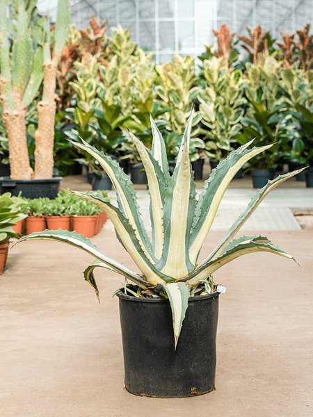 Agave amerciana mediopicta 'Alba', Gr�n/Grau, im 35cm Topf, H�he 80cm, Breite 65cm
