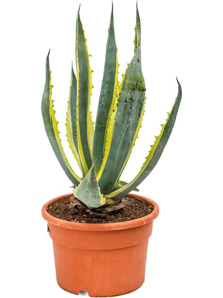 Agave americana 'Variegata', im 27cm Topf, H�he 60cm, Breite 50cm