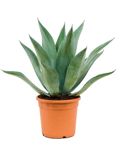 Agave centrica, im 20cm Topf, H�he 55cm, Breite 45cm