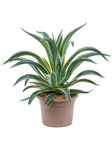 Agave desmettiana 'Variegata', im 25cm Topf, H�he 50cm, Breite 40cm