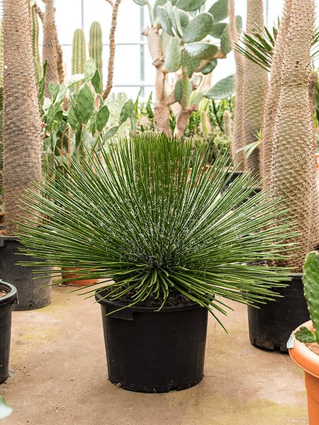 Agave geminiflora, Gr�n, im 35cm Topf, H�he 80cm, Breite 80cm