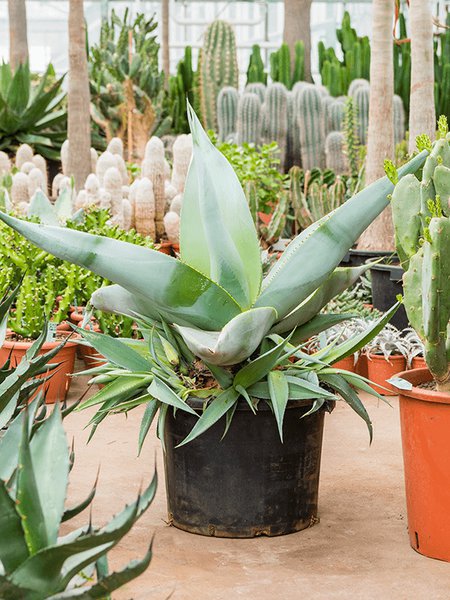 Agave guiengola, Gr�n/Grau, im 60cm Topf, H�he 110cm, Breite 110cm
