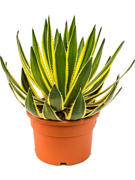 Agave lopantha, Gr�n/gelb, im 27cm Topf, H�he 50cm, Breite 50cm
