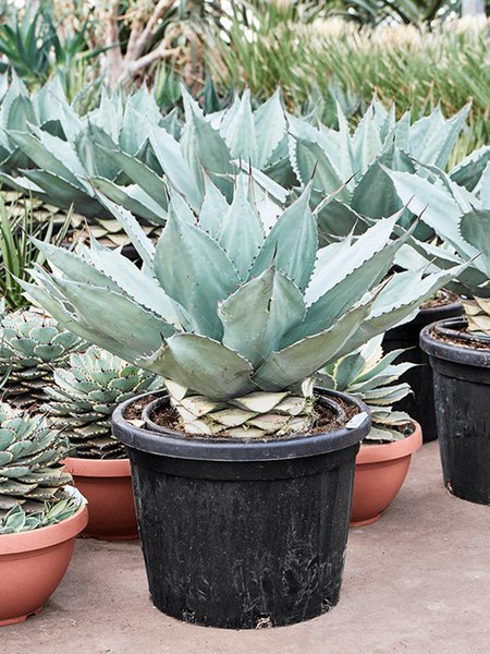 Agave ovatifolia 'Vanzie', Grijs Groen, im 45cm Topf, H�he 85cm, Breite 75cm