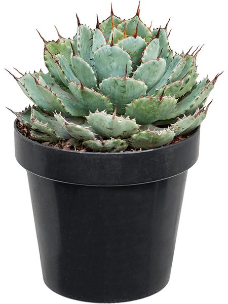 Agave potatorum 'Kichiokan', Gr�n/grau/gelb, im 20cm Topf, H�he 30cm, Breite 20cm