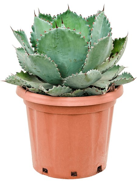 Agave seemanniana 'X Isthmensis', Gr�n, im 35cm Topf, H�he 60cm, Breite 50cm