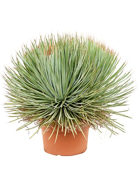Agave stricta 'Blue', Gr�n/blau, im 24cm Topf, H�he 50cm, Breite 60cm