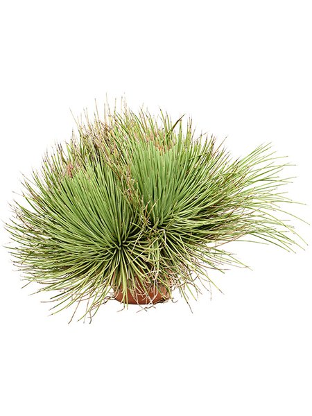 Agave stricta, Gr�n/grau, im 24cm Topf, H�he 60cm, Breite 80cm