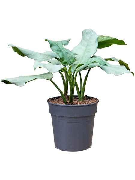 Aglaonema 'Aluminio', Tuff, im 24cm Topf, H�he 65cm, Breite 55cm
