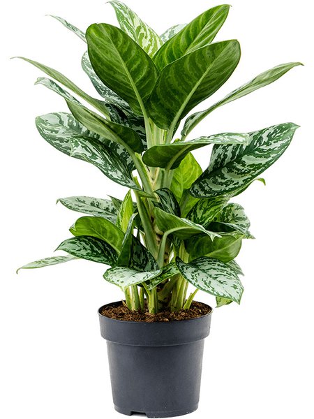 Aglaonema 'Amazon Silver', Tuff, im 19cm Topf, H�he 70cm, Breite 35cm