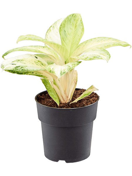 Aglaonema 'Arctic Lime', Tuff, im 19cm Topf, H�he 45cm, Breite 45cm