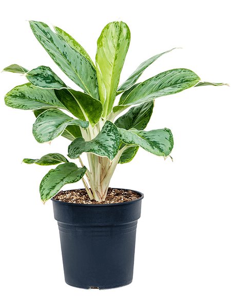 Aglaonema Cintho Queen, Tuff, im 24cm Topf, H�he 65cm, Breite 50cm