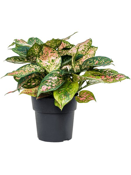 Aglaonema 'Crimson Love', Tuff, im 19cm Topf, H�he 40cm, Breite 35cm