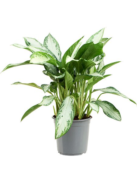 Aglaonema 'Emerald Bay', Tuff, im 24cm Topf, H�he 70cm, Breite 40cm