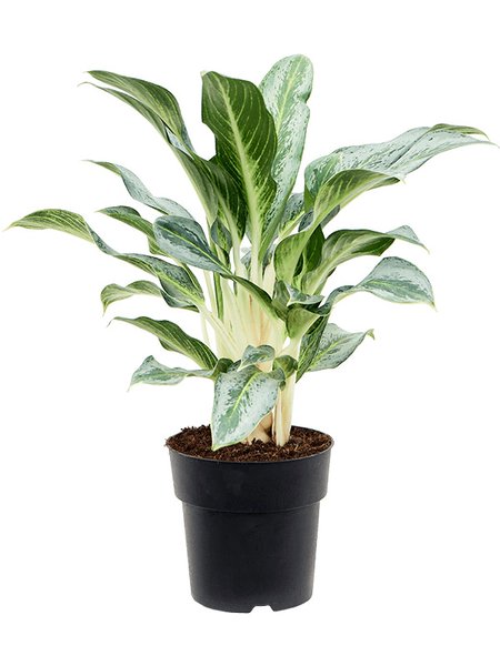 Aglaonema 'Emerald Stone', Tuff, im 19cm Topf, H�he 50cm, Breite 40cm