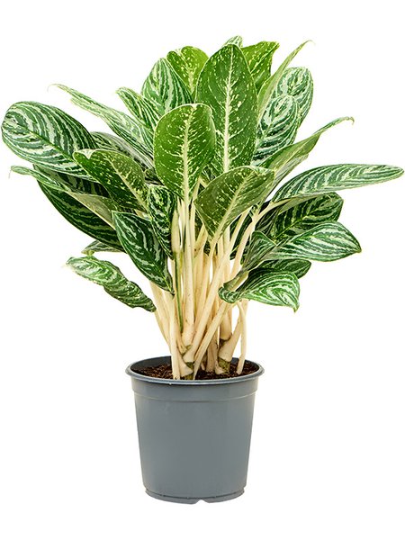 Aglaonema 'Green Sun', Tuff, im 24cm Topf, H�he 65cm, Breite 40cm