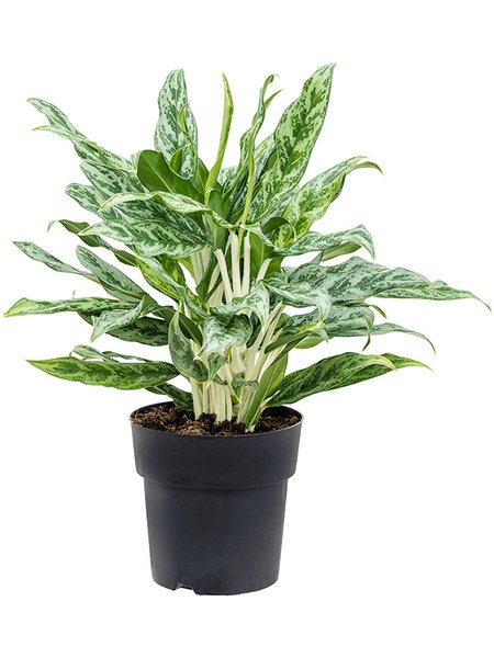 Aglaonema 'Greyhound', Tuff, im 19cm Topf, H�he 50cm, Breite 40cm