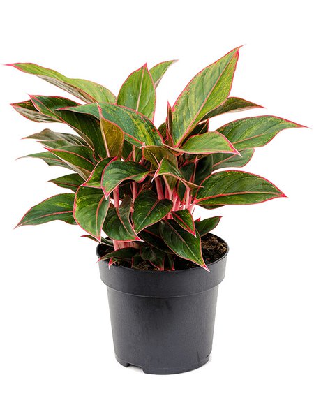 Aglaonema 'Jungle Red', Tuff, im 19cm Topf, H�he 40cm, Breite 30cm