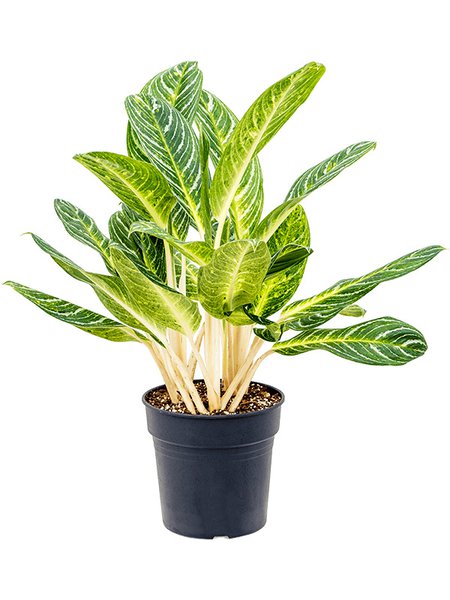 Aglaonema 'Key Lime', Tuft, im 27cm Topf, H�he 90cm, Breite 65cm